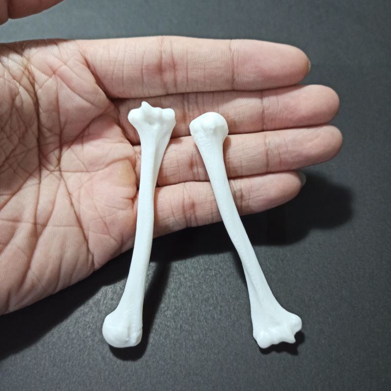 Set 2 Mô hình nhựa xương cánh tay của người dài 8cm tỉ lệ 1:6, trang trí kinh dị, halloween, chuồng bò sát, tiểu cảnh