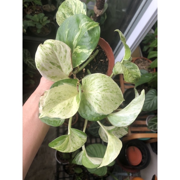 Cây Trầu Bà Manjula pothos