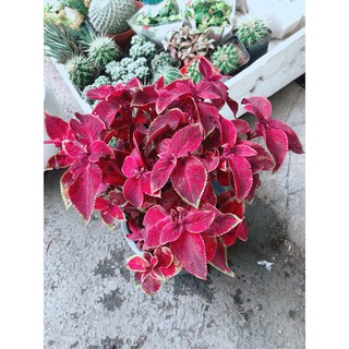 Cây Lá Gấm Đỏ