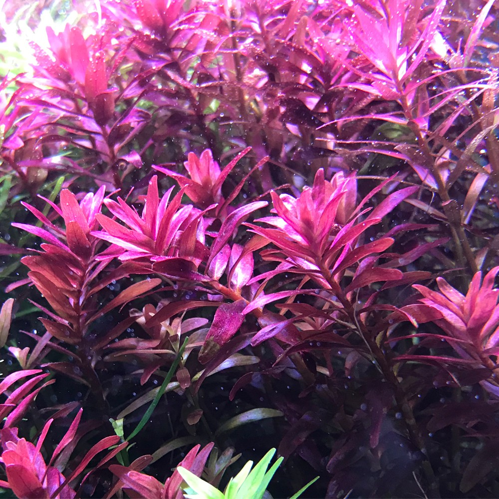 Phân nước thủy sinh cung cấp sắt Extreme Fe+ 230mL