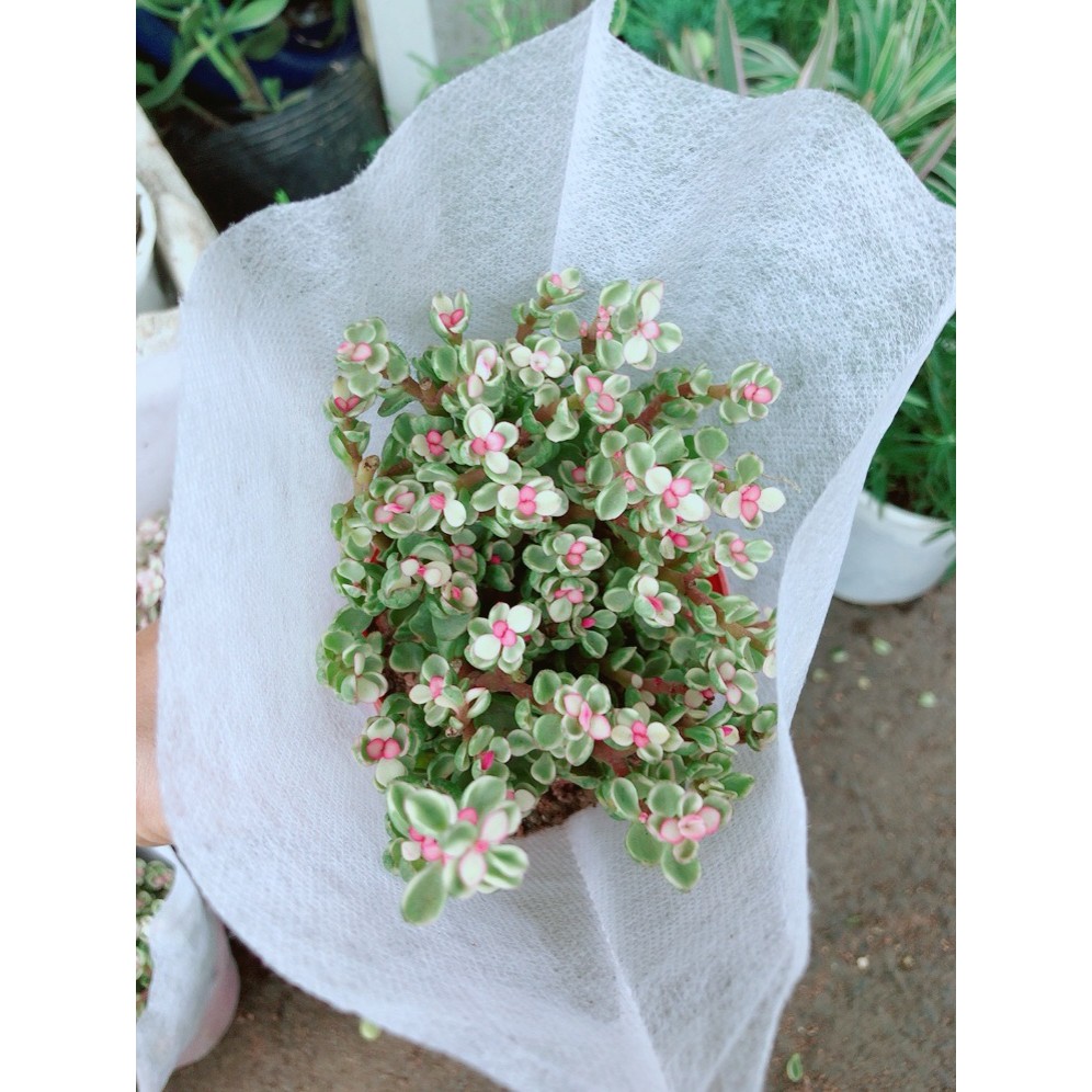 Đô La Hồng Kèm Chậu Sứ