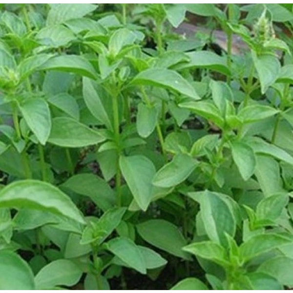 Hạt Giống Lá É Trắng/ Rau Thơm Sả (2GR) - Dễ Trồng, Thơm Ngon - MUA 3 TẶNG 1 CÙNG LOẠI