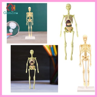 [Lzdxwcke2] 1 Bộ Mô Hình Bộ Xương Người Mô Hình Giáo Dục Hiển Thị Mô Hình Bộ Xương