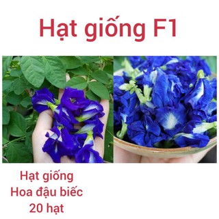 Hạt giống Hoa Đậu Biếc - Gói 20 hạt