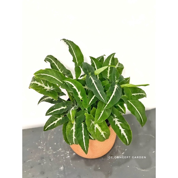 (Hỏa Tốc) Set Trầu bà gân trắng & chậu gốm