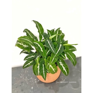 (Hỏa Tốc) Set Trầu bà gân trắng & chậu gốm