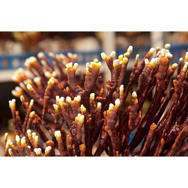 VIÊN UỐNG NẤM LINH CHI SỪNG HƯƠU REISHI  - HÀNG NỘI ĐỊA NHẬT giúp bồi bổ và tăng cường sức khỏe cho cơ thể