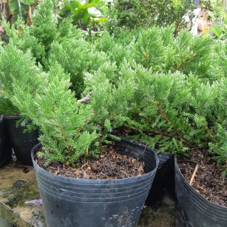 Cây họa tùng giống