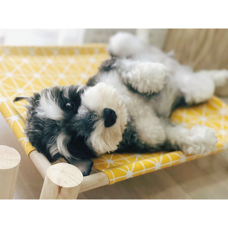 Giường gỗ phong cách nhật bản cho chó mèo thú cưng