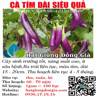 1 gram ~ 100 hạt giống cà tím dài chất lượng cao đặc biệt