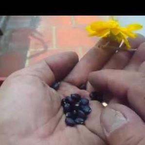 Hạt giống hoa mai vàng 5 cánh -  loại cánh to hoa chùm - 1 gói 25 hạt