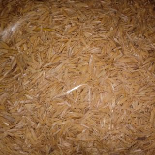 vỏ trấu trồng cây