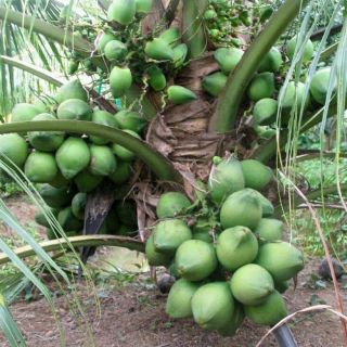 Cây giống dừa xiêm xanh lùn F1 (như hình)