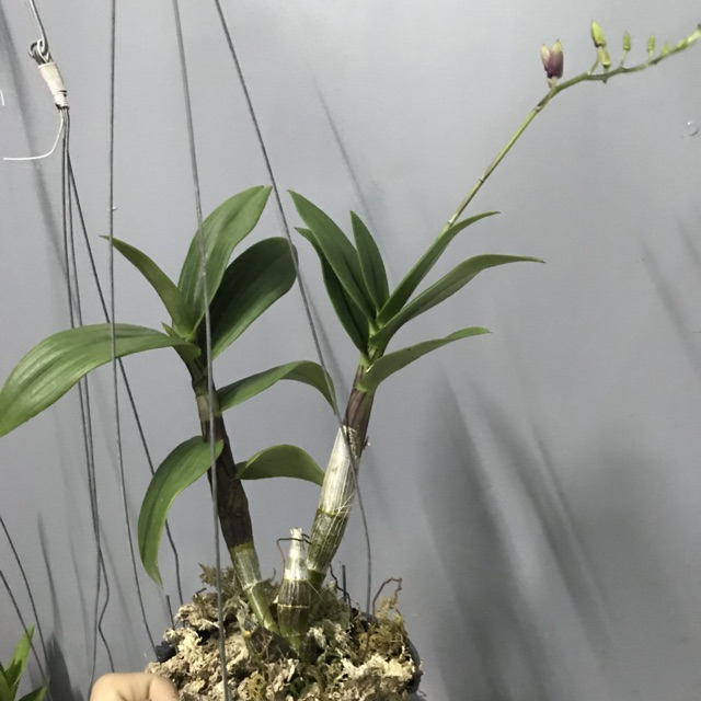 Lan Denro cây đag cho nụ, hoa