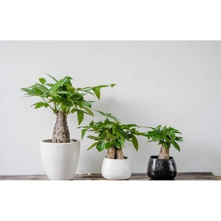 Kim Ngân Để Bàn ( Đủ size ) (tùy chọn chậu)