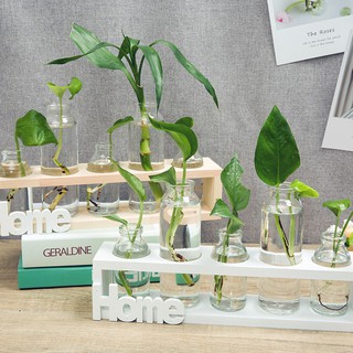 Bộ 5 bình trồng cây thủy sinh HOME kệ gỗ sang chảnh