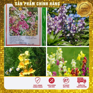 Hạt giống hoa hoàng ngư lucky seeds - 50 hạt