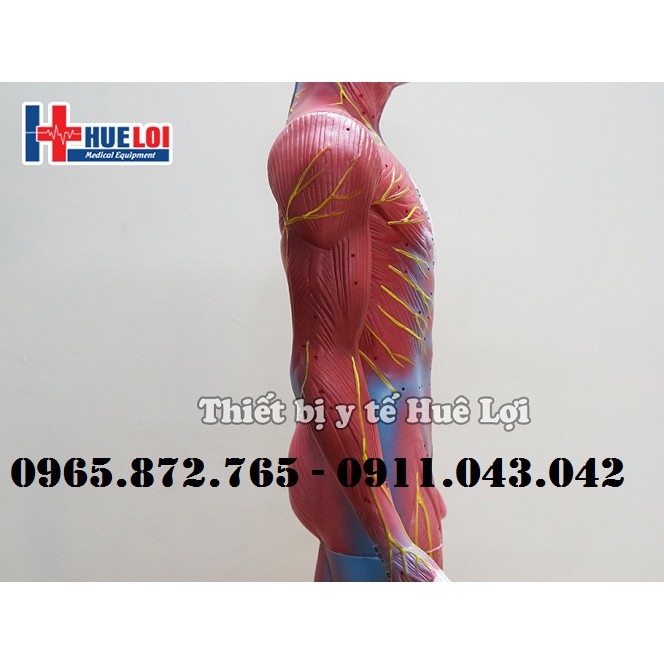 Mô hình huyệt vị và giải phẫu 85cm