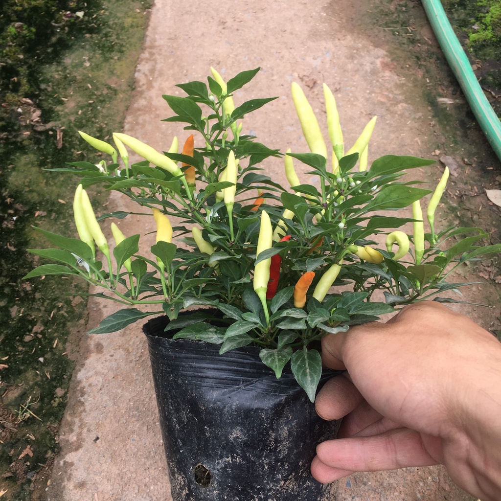 Cây Ớt Chỉ Thiên,Ớt cảnh Siêu Qủa,Siêu Cay