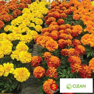 Hạt giống hoa Vạn thọ Ban mai (100 hạt)