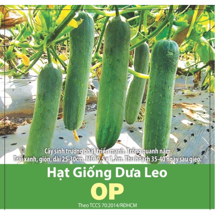 Hạt Giống Dưa Leo OP
