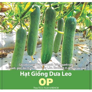 Hạt Giống Dưa Leo OP