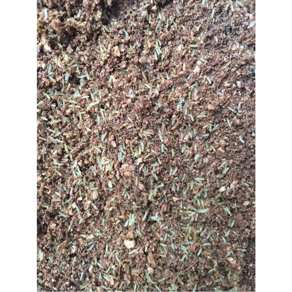 Trứng dế mèn thái vàng