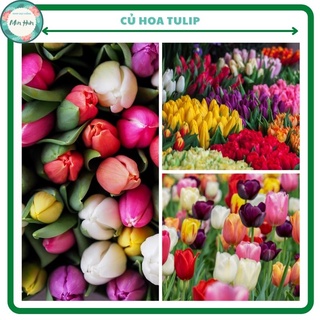 Củ hoa tulip(tuylip) Janderwith Hà lan- 1 củ - được chọn màu( ra hoa sau 30-35 ngày)-ảnh hướng dẫn trồng sau ảnh bìa