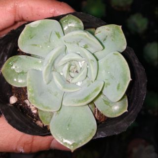 Sen đá _ đất trắng giống mới