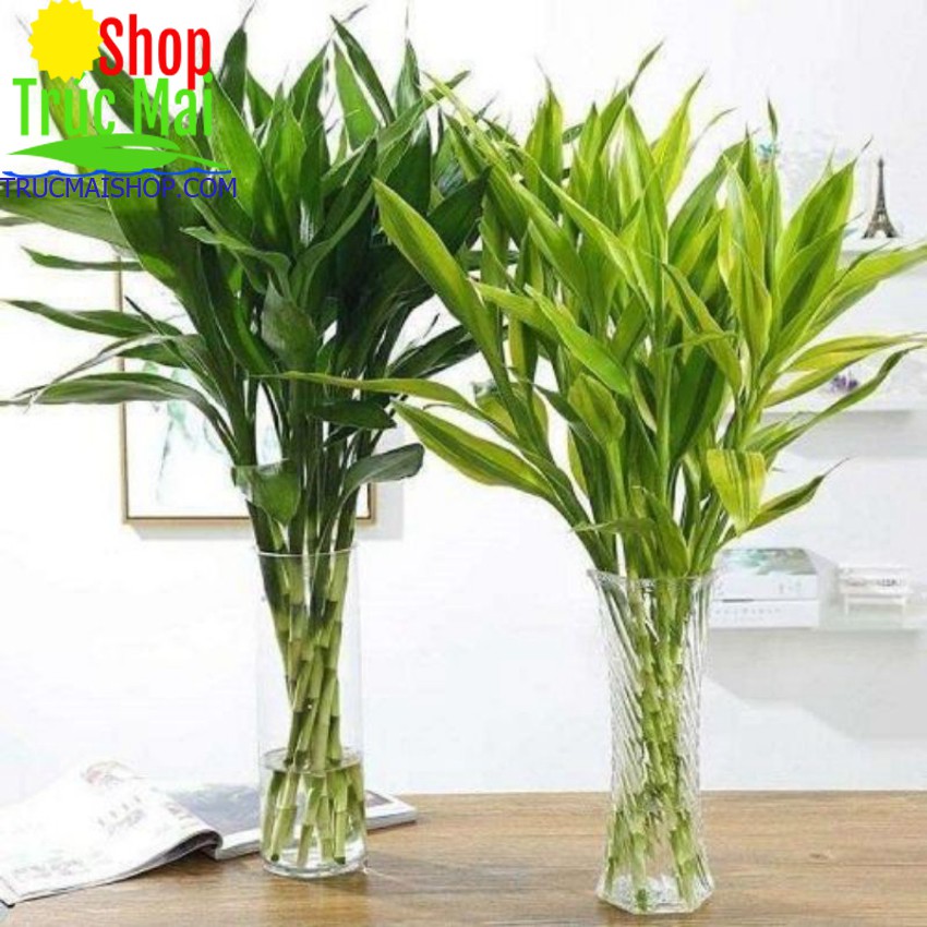 Trúc phú quý cây phát tài cây phát lộc [2 cành tươi 60 cm]