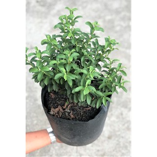 Chậu cây ổi Sẻ ( Ổi Nhật)