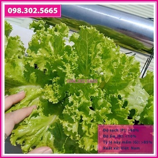 Hạt giống xà lách dún vàng