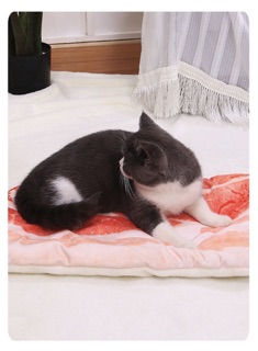 Thảm / nệm mỏng dành cho chó mèo