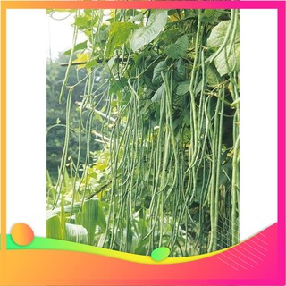 Hạt giống đậu đũa - 10 gram hạt vietgar