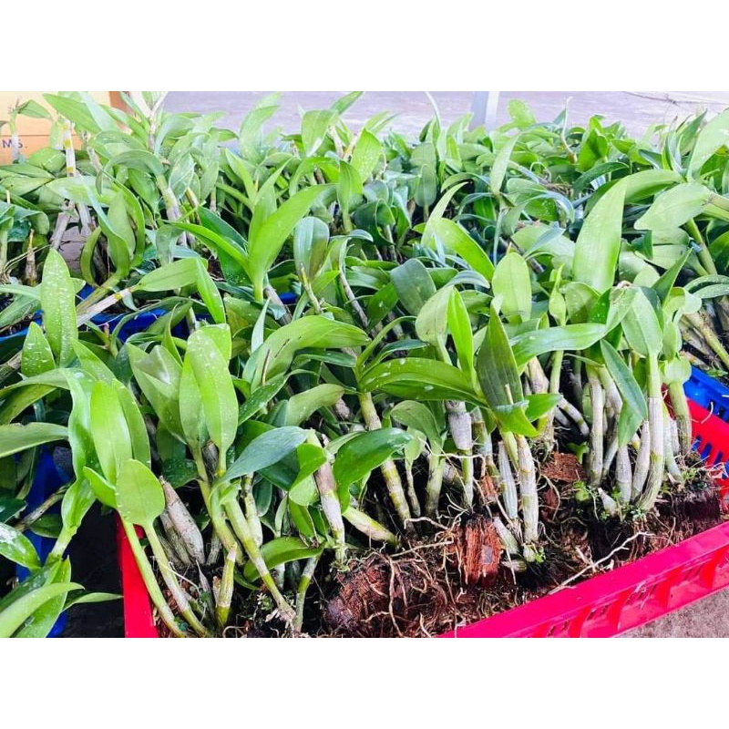 Denro Nắng Nhiều Màu