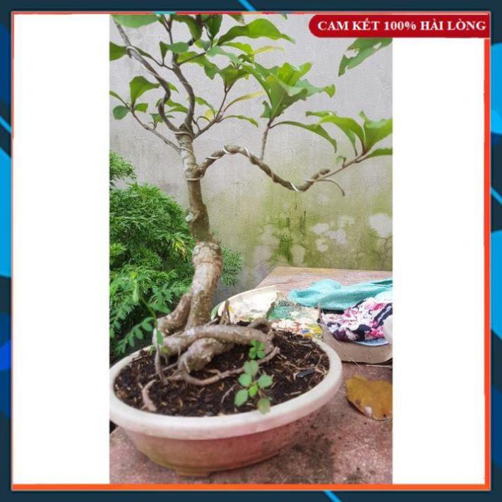 Cây phôi- Cây Lộc Vừng Núi Lá Nhỏ Trồng Chậu SAMSON GARDEN