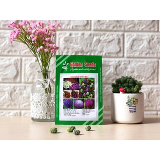 Hạt Giống Cúc bách nhật Mix 100 Hạt/ Gói