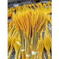 lúa mạnh vàng óng tự nhiên cắm bình hoa trang trí