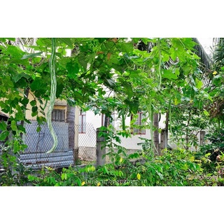 Hạt giống mướp rắn 10 hạt