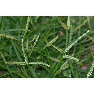 cỏ mần trầu phơi khô nguyên chất 1 ký (như ảnh) - sản phẩm nhà làm