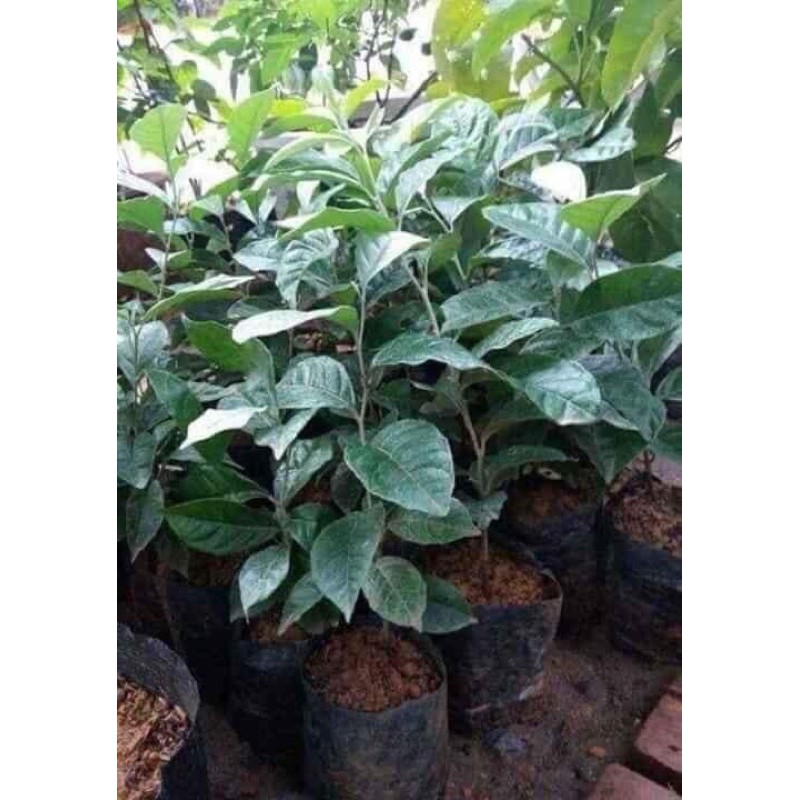 Cây nhót ngọt giống Mỹ siêu trái