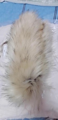Áo phao mũ lông