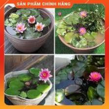 HẠT GIỐNG SÚNG THÁI MINI GÓI 5 HẠT