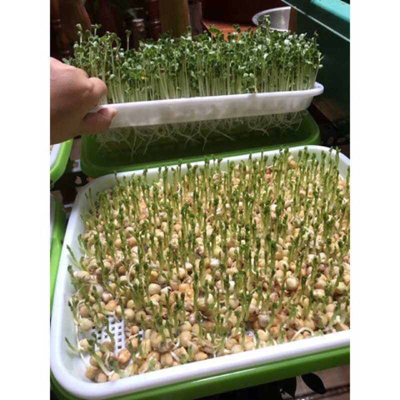 Khay trồng rau mầm thủy canh chuyên dụng loại dày 34x25x5cm, hàng chất lượng
