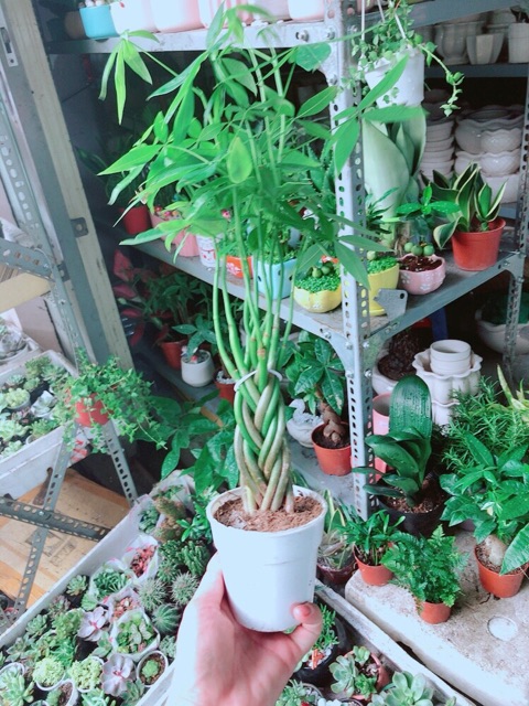 Chậu Kim Ngân 5 Thân Nhỏ