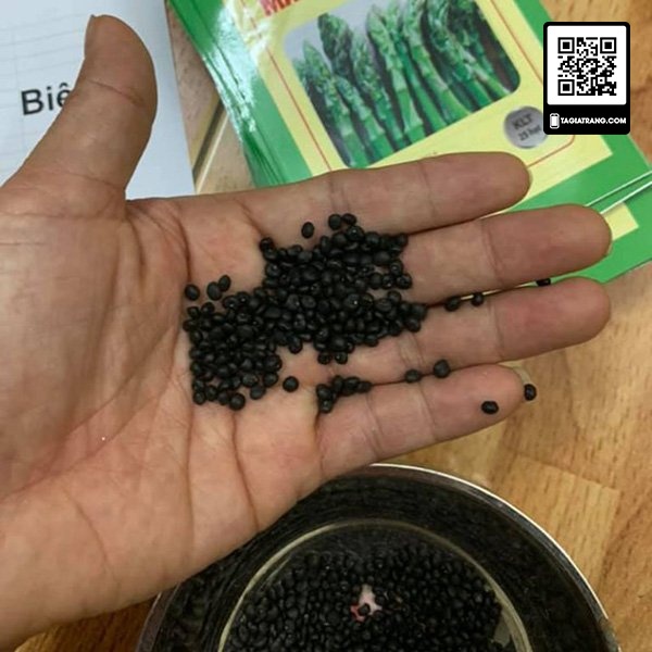 1Kg Hạt giống măng tây xanh