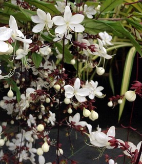 Cây dạ ngọc minh châu hoa thơm- Trang trí sân vườn- Decor- Phong thuỷ- Cây hoa kiểng Đồng Tháp