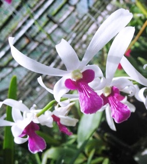 (1 chậu) Hoa lan bà liễu hoa thơm - cây đứng lá