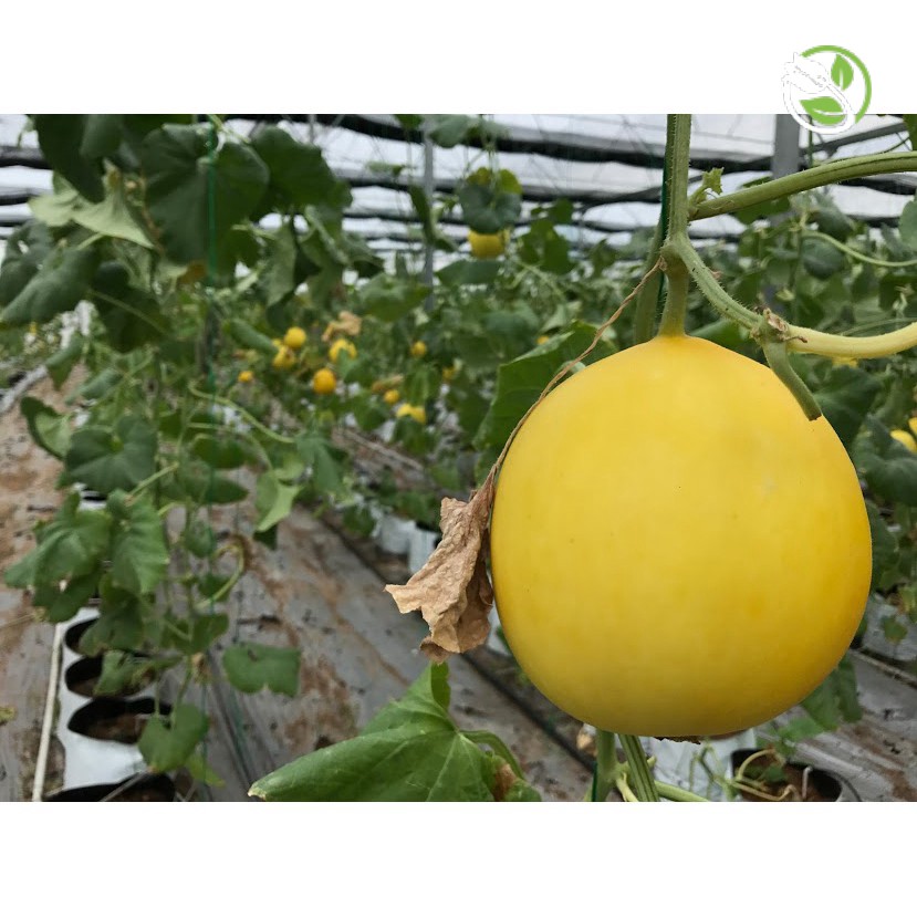 Hạt Giống Dưa Lê F1 Hồng Kim Long 383 Phú Nông- Gói 10 hạt 0.3g