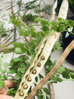 20 Hạt giống cây Chùm ngây